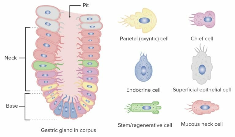 Gastrointestinal Secretions | Concise Medical Knowledge