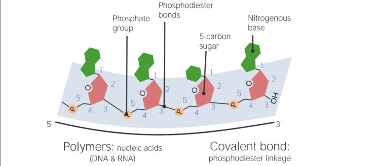 Nucleic Acids | Concise Medical Knowledge