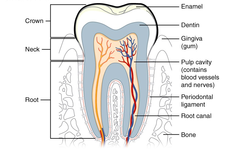 Estrutura de um dente