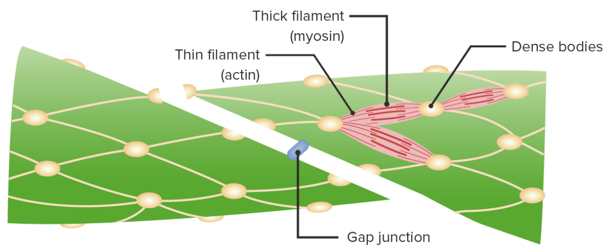Tructure of actin and myosin