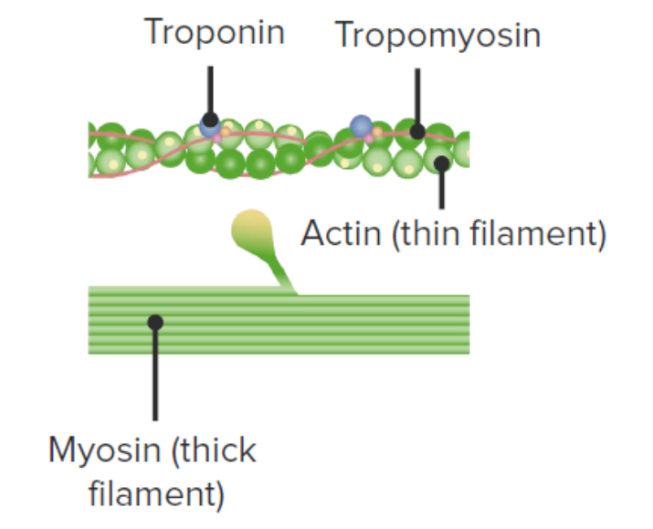 Structure of actin and myosin