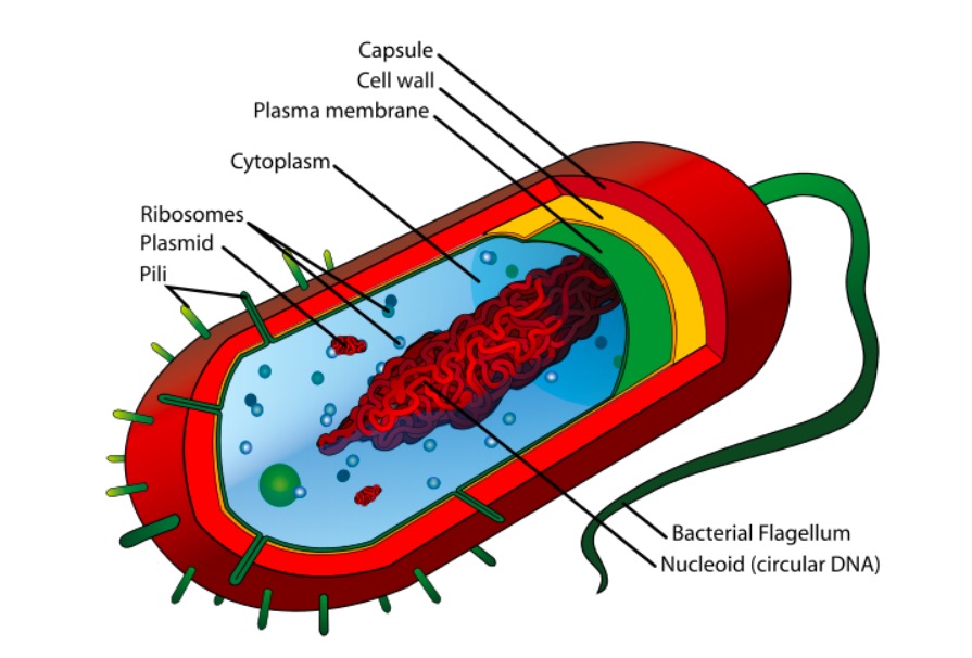 Structure of bacteria