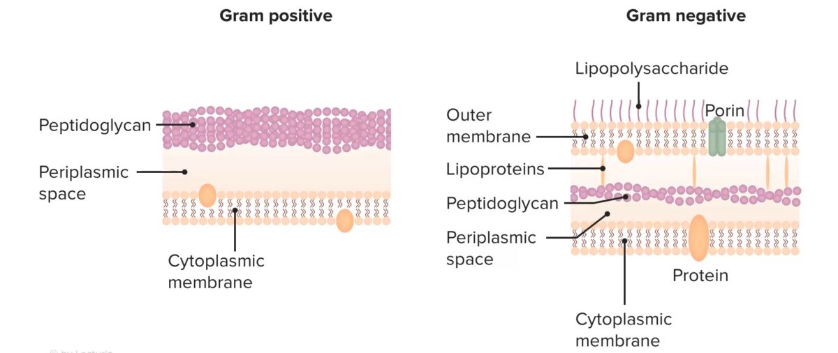 Structure of bacterial cell walls