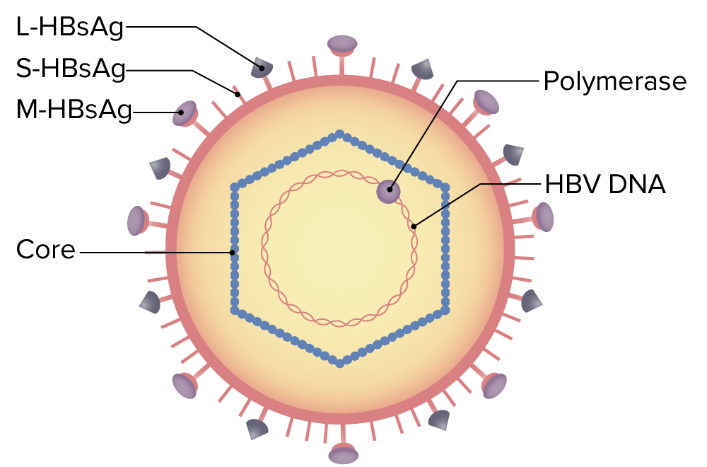 Structure of hepatitis b virus (hbv)