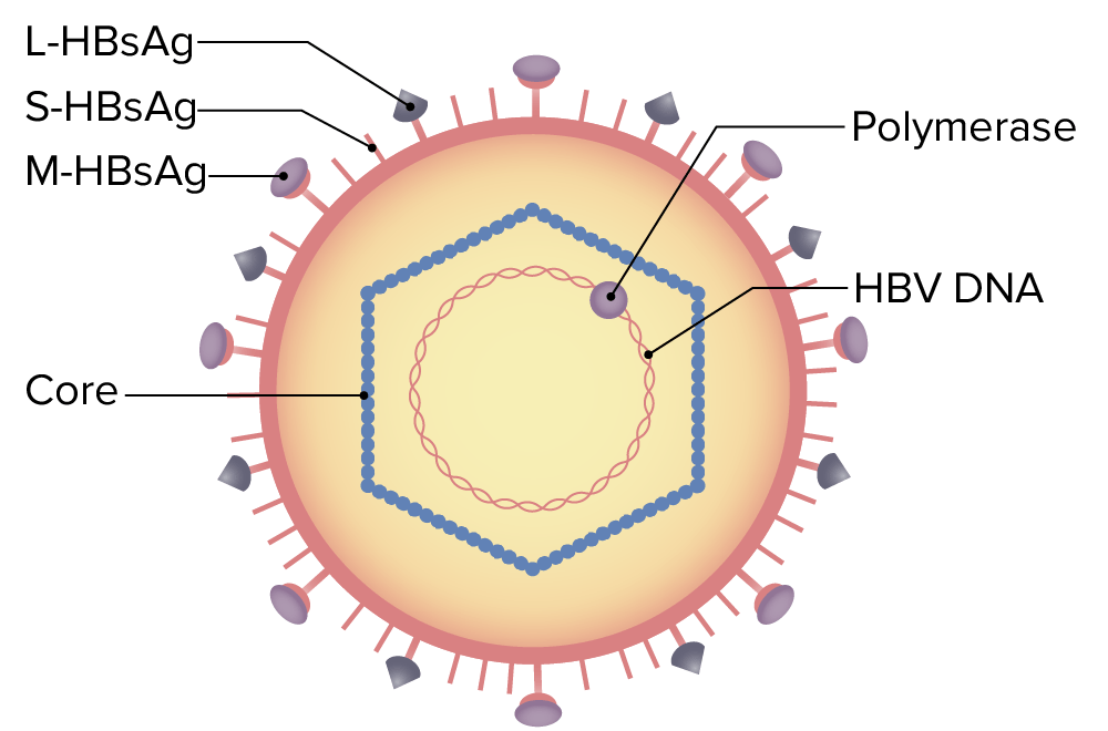 Hepatitis B Virus Concise Medical Knowledge
