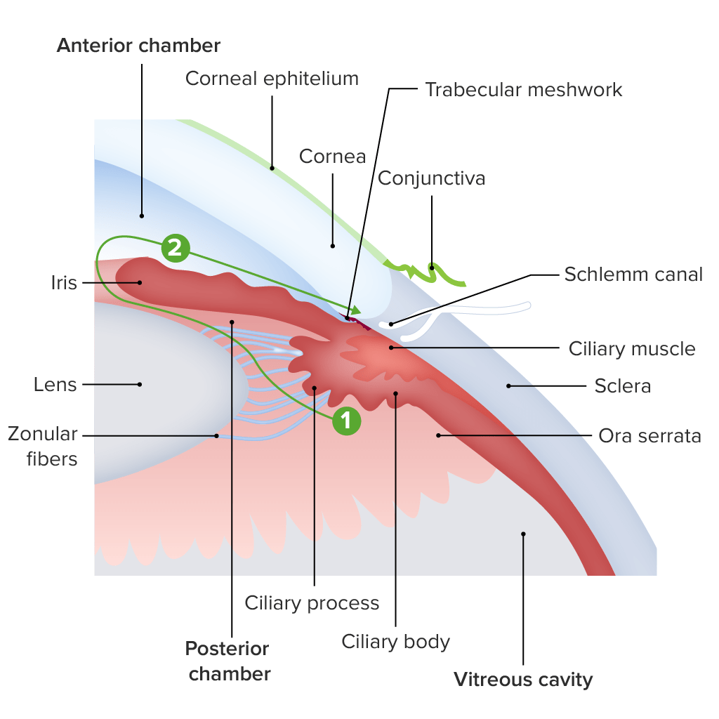 Structure of limbal region