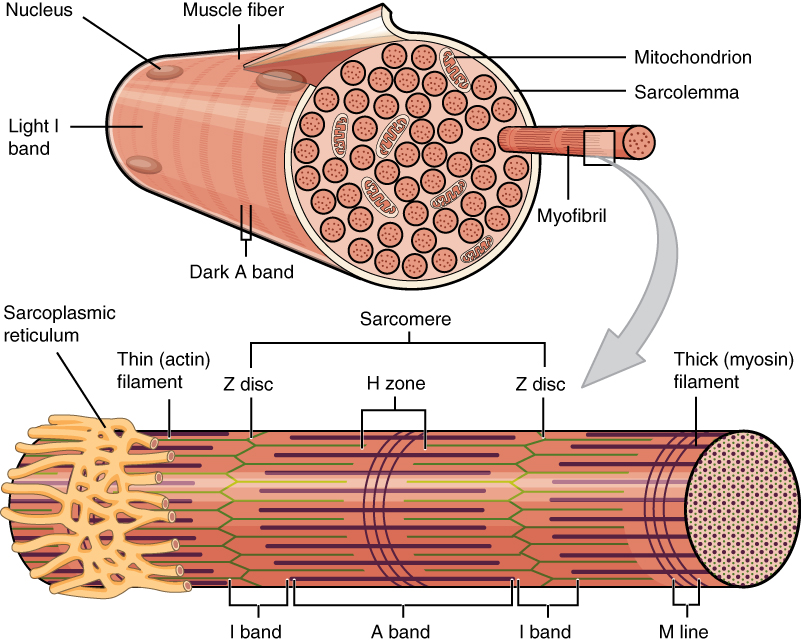 Tejido Muscular Histologia Anatomia Macroscopica Anatomia Y Images ...