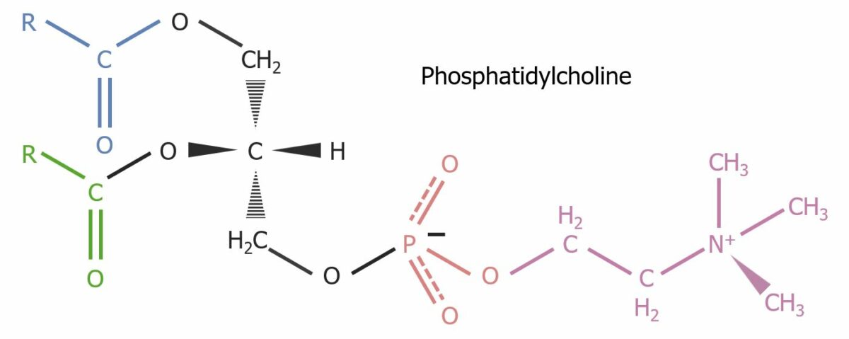 Structure of phosphatidylcholine