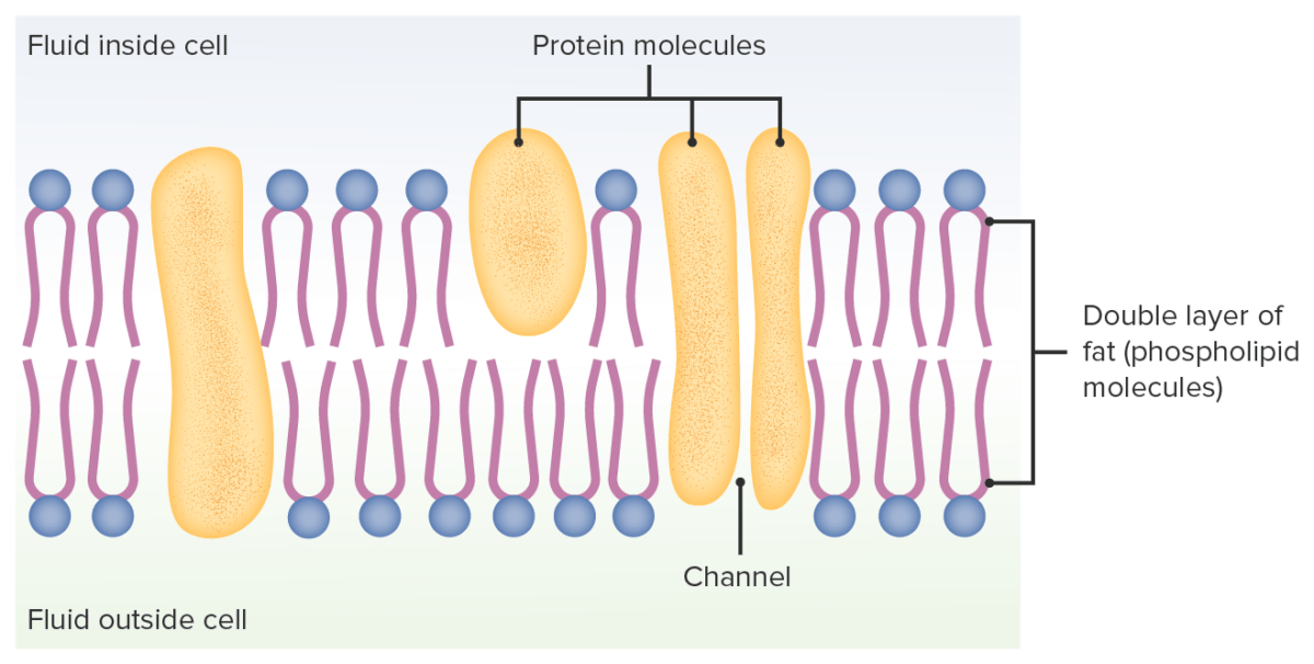 Structure of plasma membrane