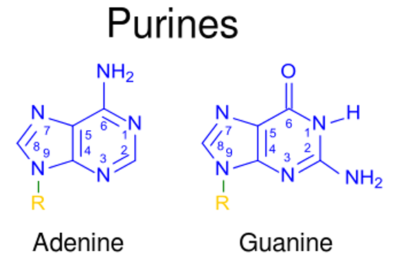 Structure of purines adenine and guanine