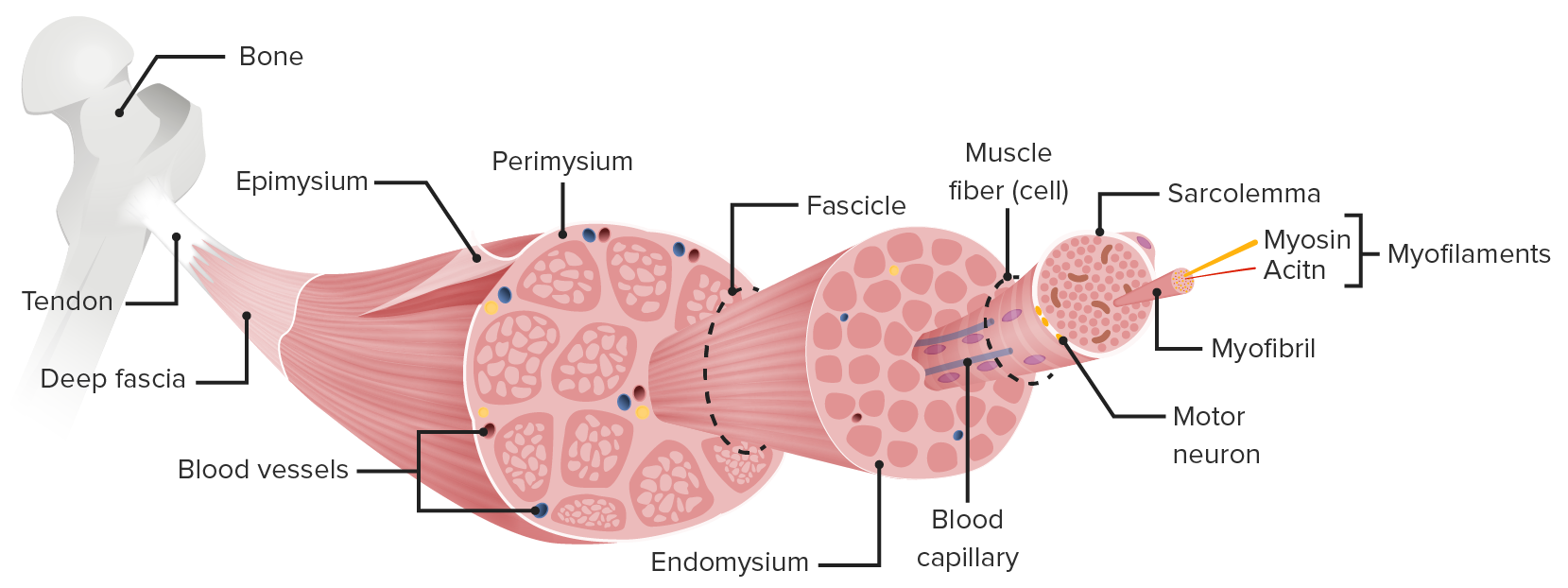 micro muscle cell anatomy