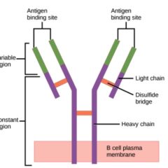 Structure of the antibody