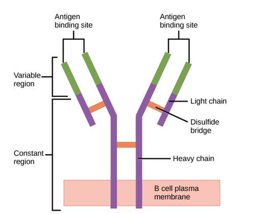 Structure of the antibody (regions)