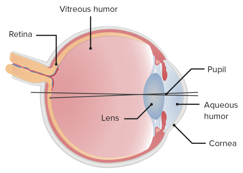 Structure of the eyeball