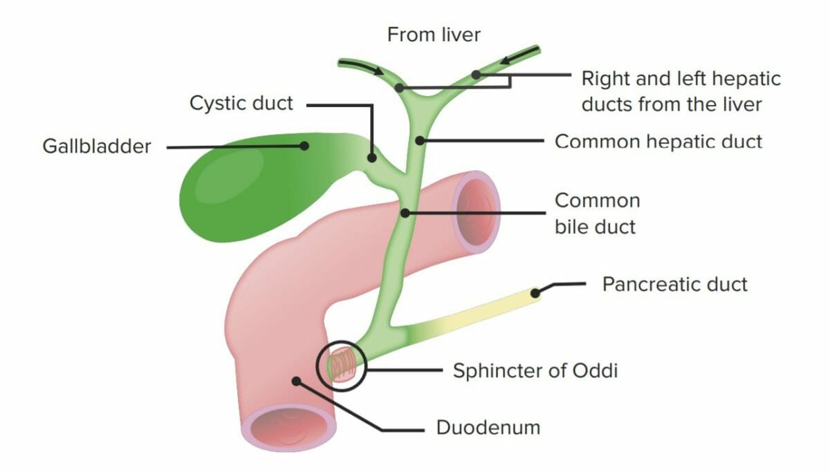 Structure of the hepatobiliary tree