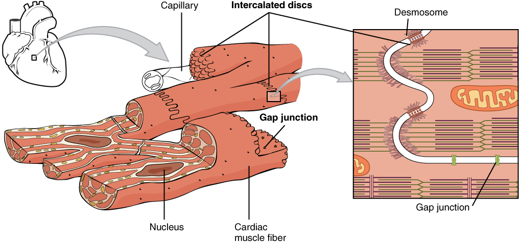 Structure of the intercalated discs within cardiac muscle