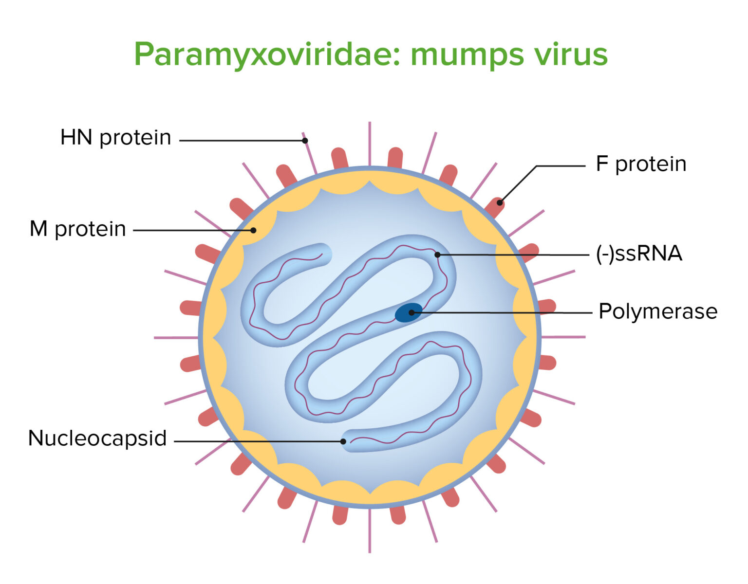Mumps Virusmumps Concise Medical Knowledge