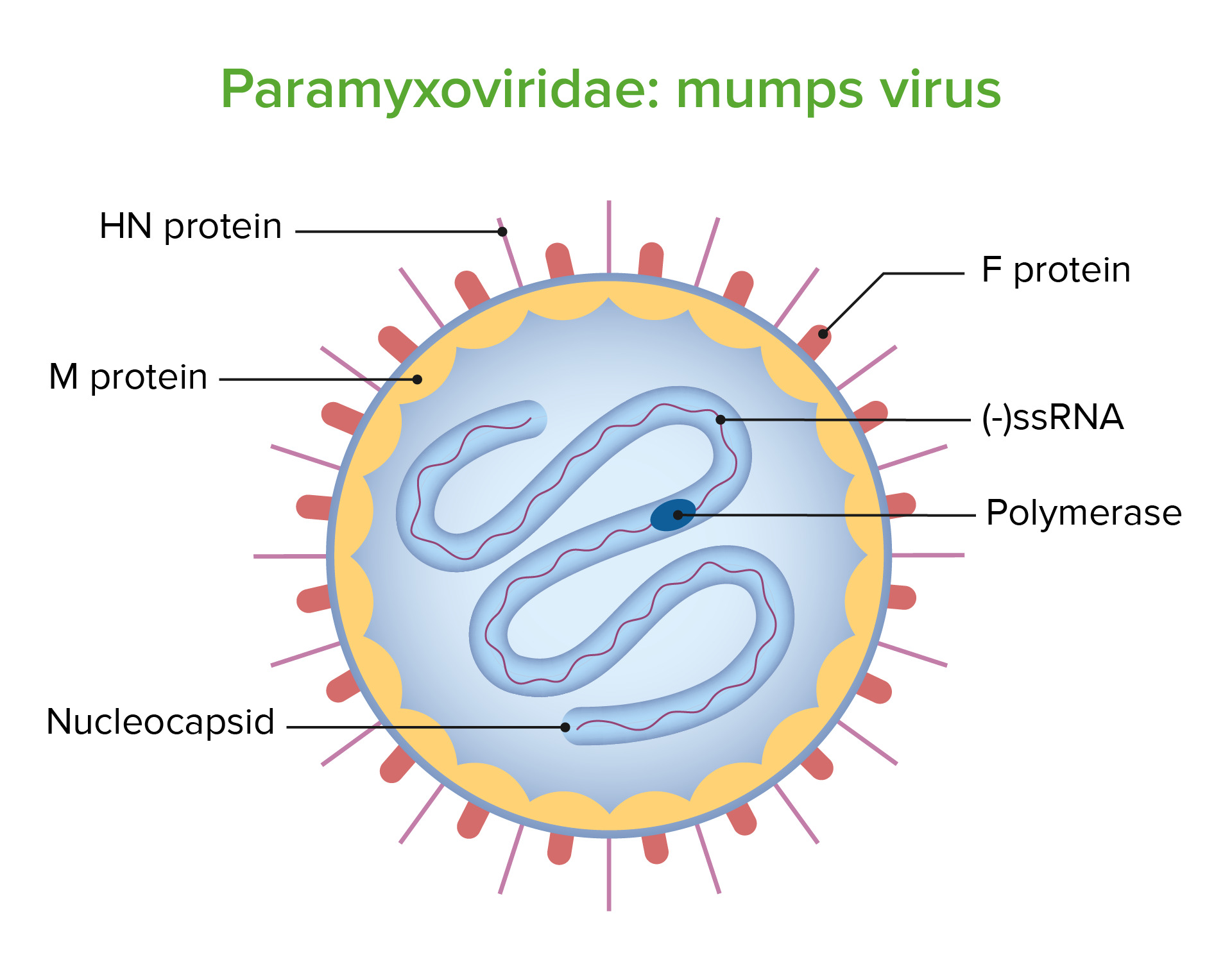 mumps virus diagram