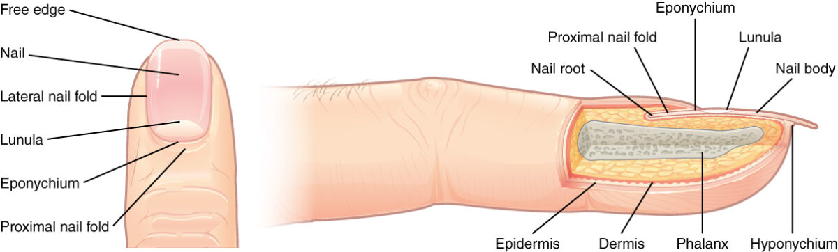 Structure of the nail