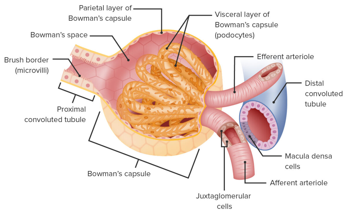 Estructura del corpúsculo renal