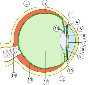 Structure of the vertebrate eye