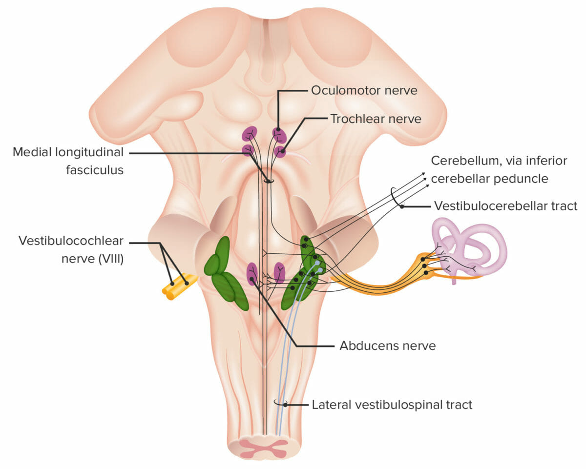 Structures associated with cranial nerve viii (vestibulocochlear)