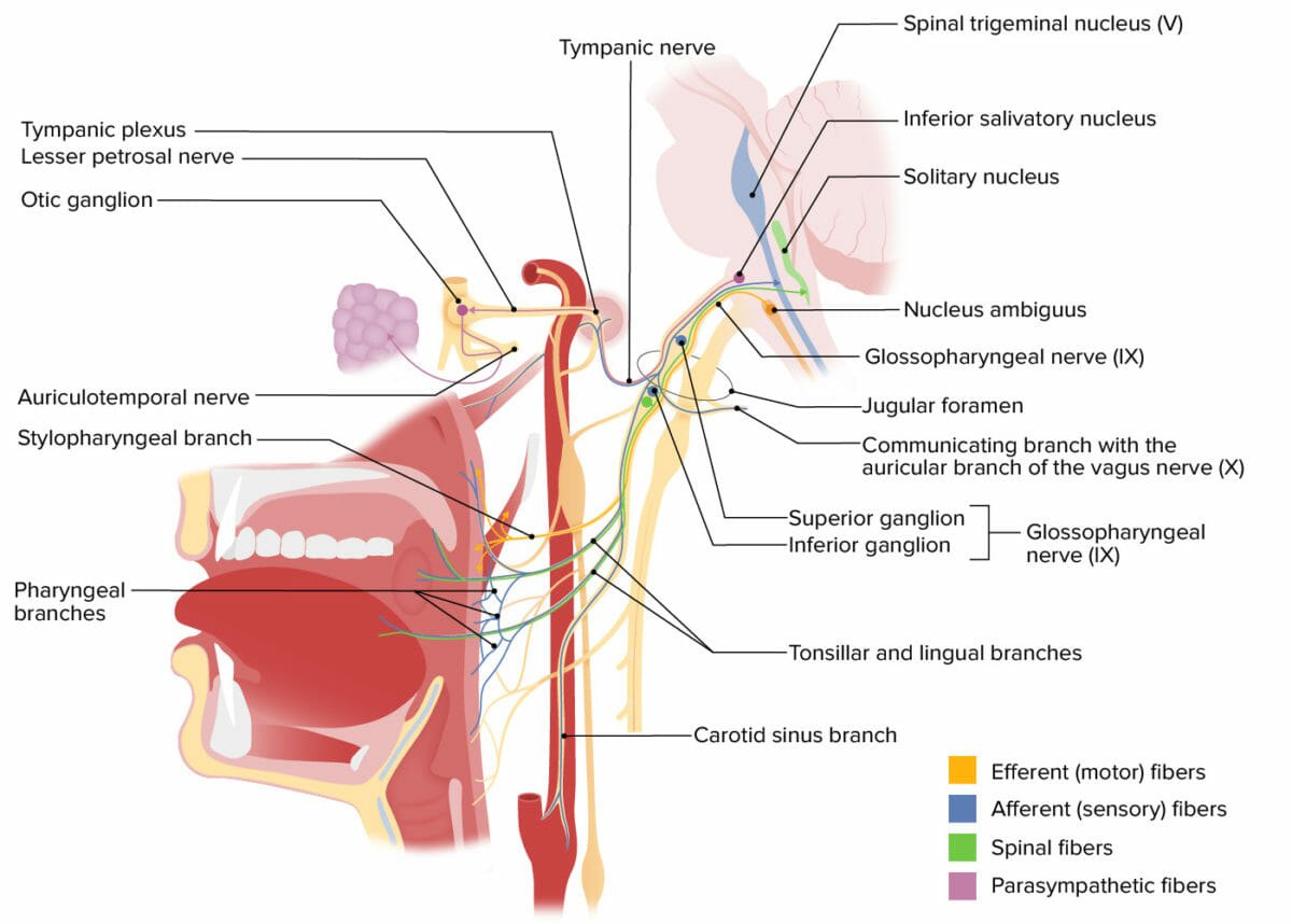 Structures associated with cranial nerve viii (vestibulocochlear)