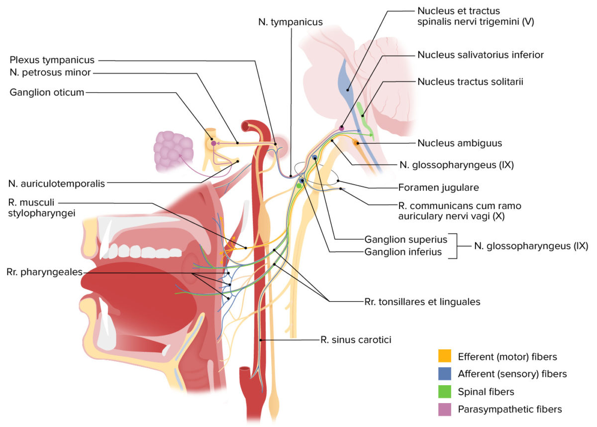 Structures innervated by cranial nerve ix (glossopharyngeal)