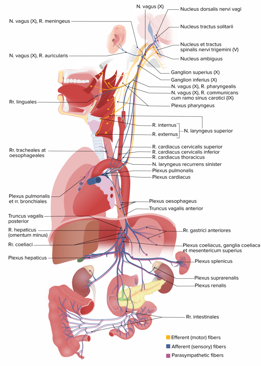 Structures innervated by cranial nerve x (vagus)