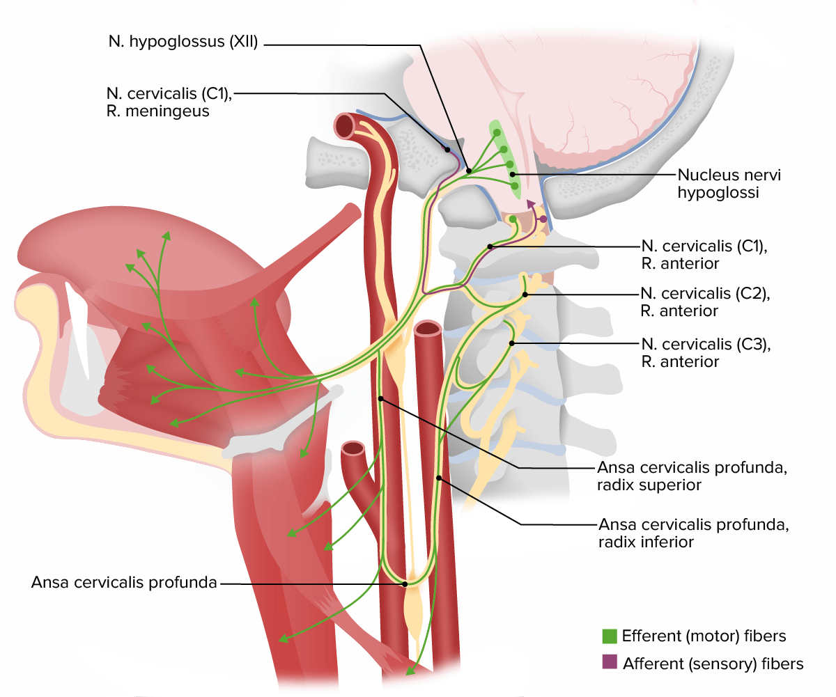 Estructuras inervadas por el nervio craneal xii (hipogloso)