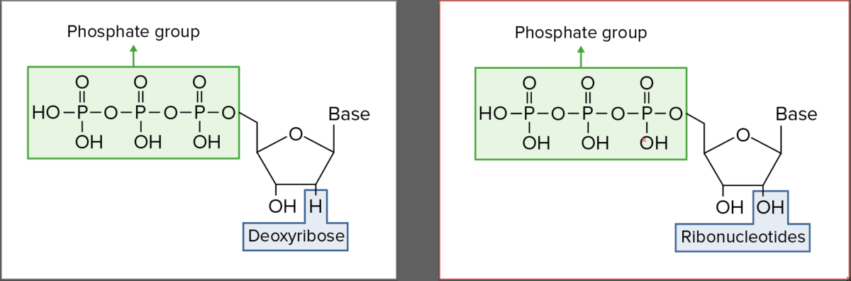 Structures of each ribonucleotide