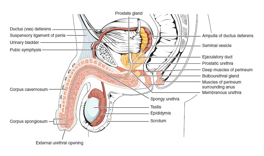 Estructuras del sistema reproductor masculino.