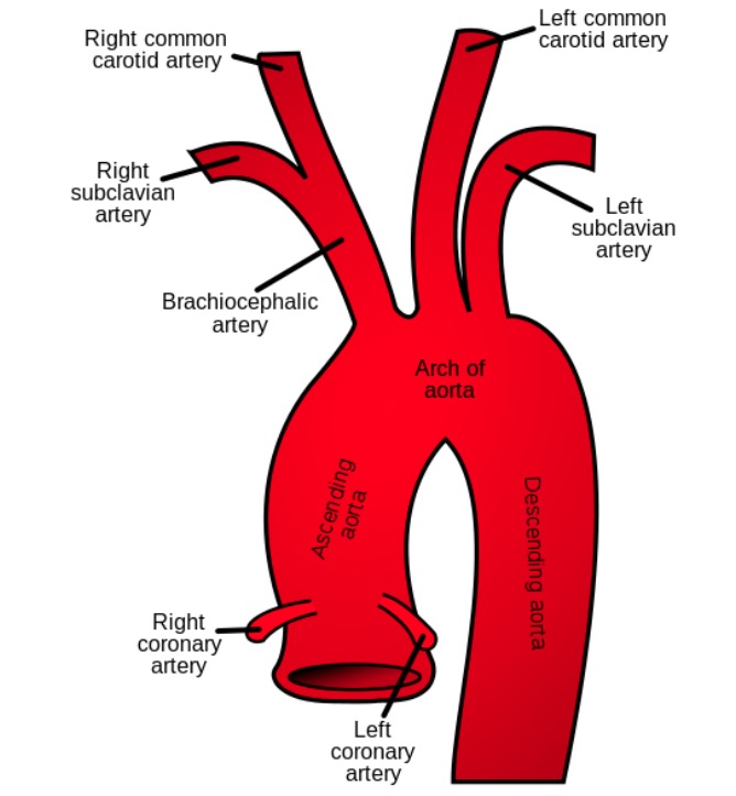 Subclavian artery