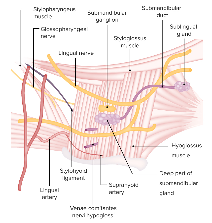 Submandibular gland and spatial relations
