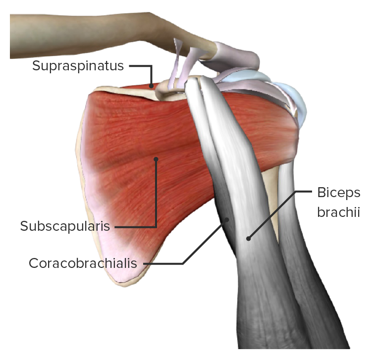 Subscapularis muscle