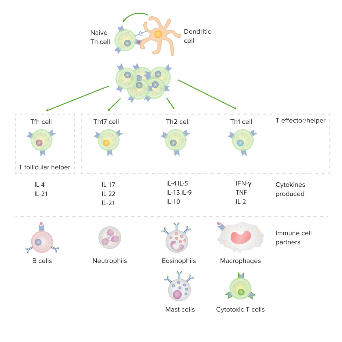 Subsets of cd4-+ helper t cells
