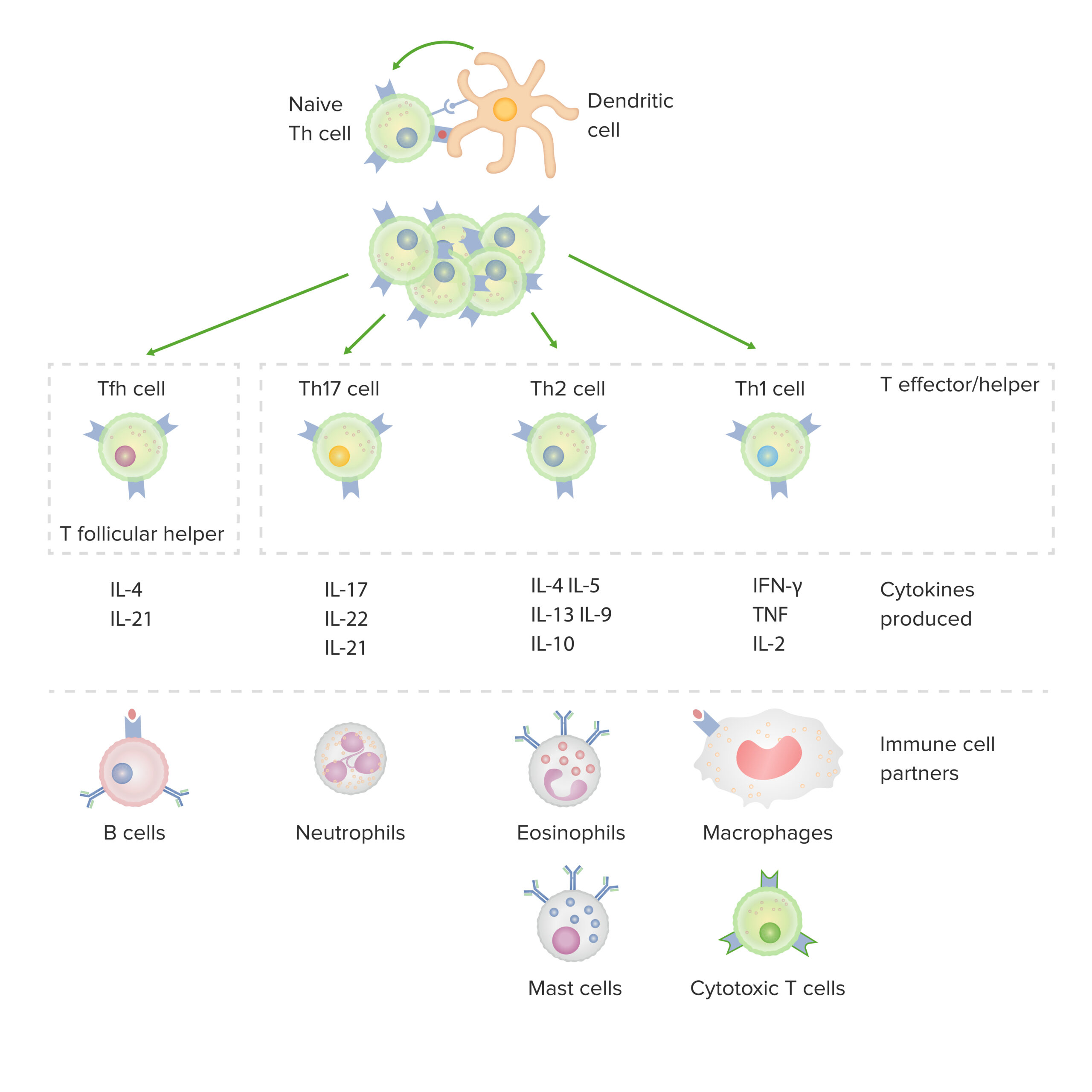 T Helper Cell Types