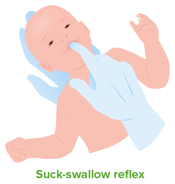 Suck-swallow reflex