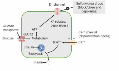 Sulfonylureas stimulate insulin secretion