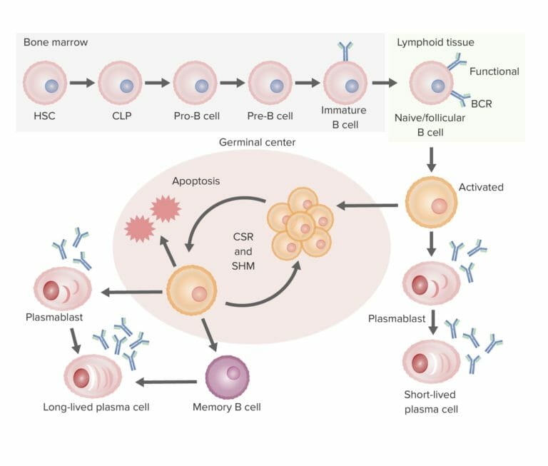 Linfocitos B: Tipos Y Funciones | Concise Medical Knowledge