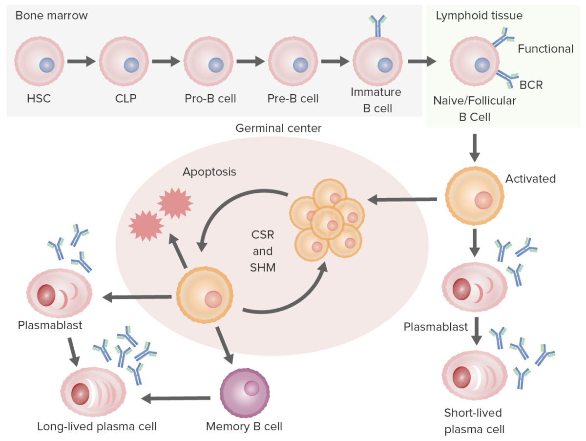 B Cells: Types And Functions | Concise Medical Knowledge