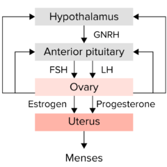 Summary of hypothalamic–pituitary–ovarian axis