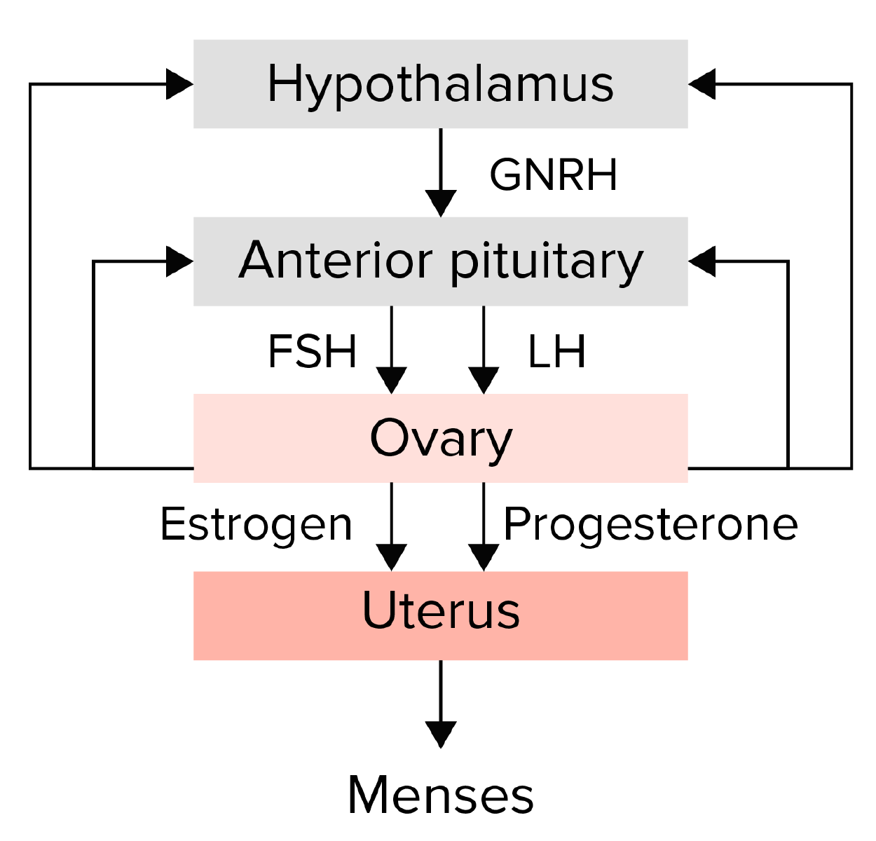 Clínica Pró Mulher - O ciclo menstrual reflete a homeostase da produção dos  hormônios sexuais femininos. Estima-se que 15% dos casos de infertilidade  estejam relacionados à desequilíbrios hormonais. Acredita-se que  irregularidade menstrual