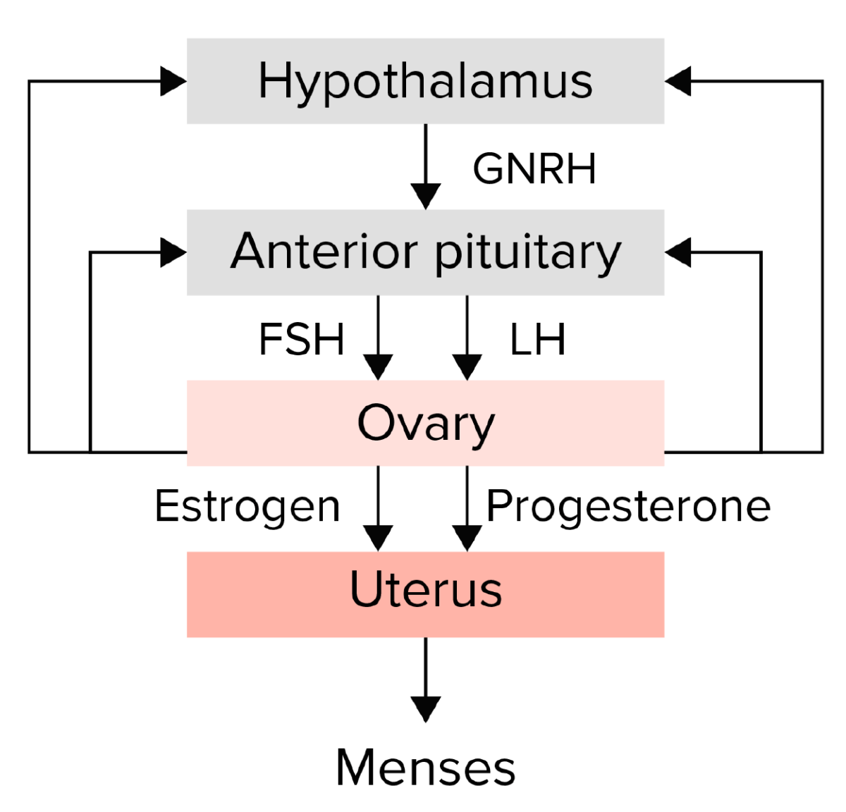 Primary Amenorrhea Concise Medical Knowledge