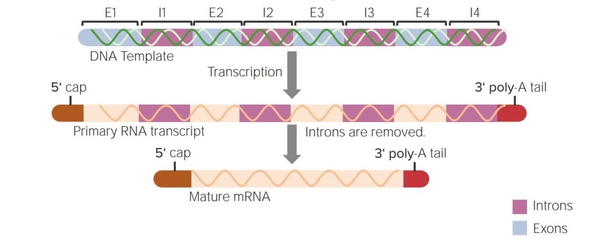 Post transcriptional Modifications RNA Processing Concise Medical 