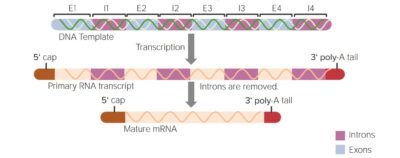 Summary of post-transcriptional modifications of hnRNA