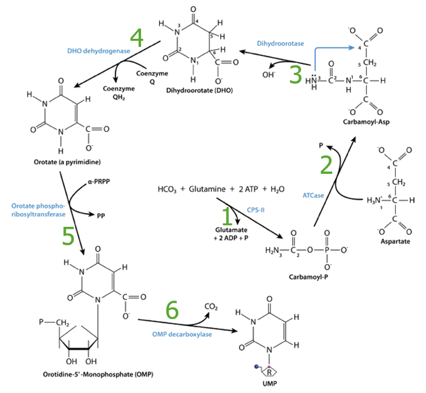 Summary of pyrimidine synthesis