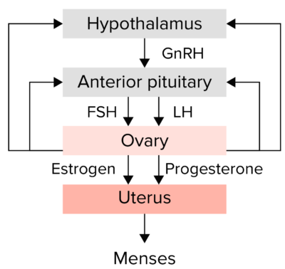 Secondary Amenorrhea | Concise Medical Knowledge