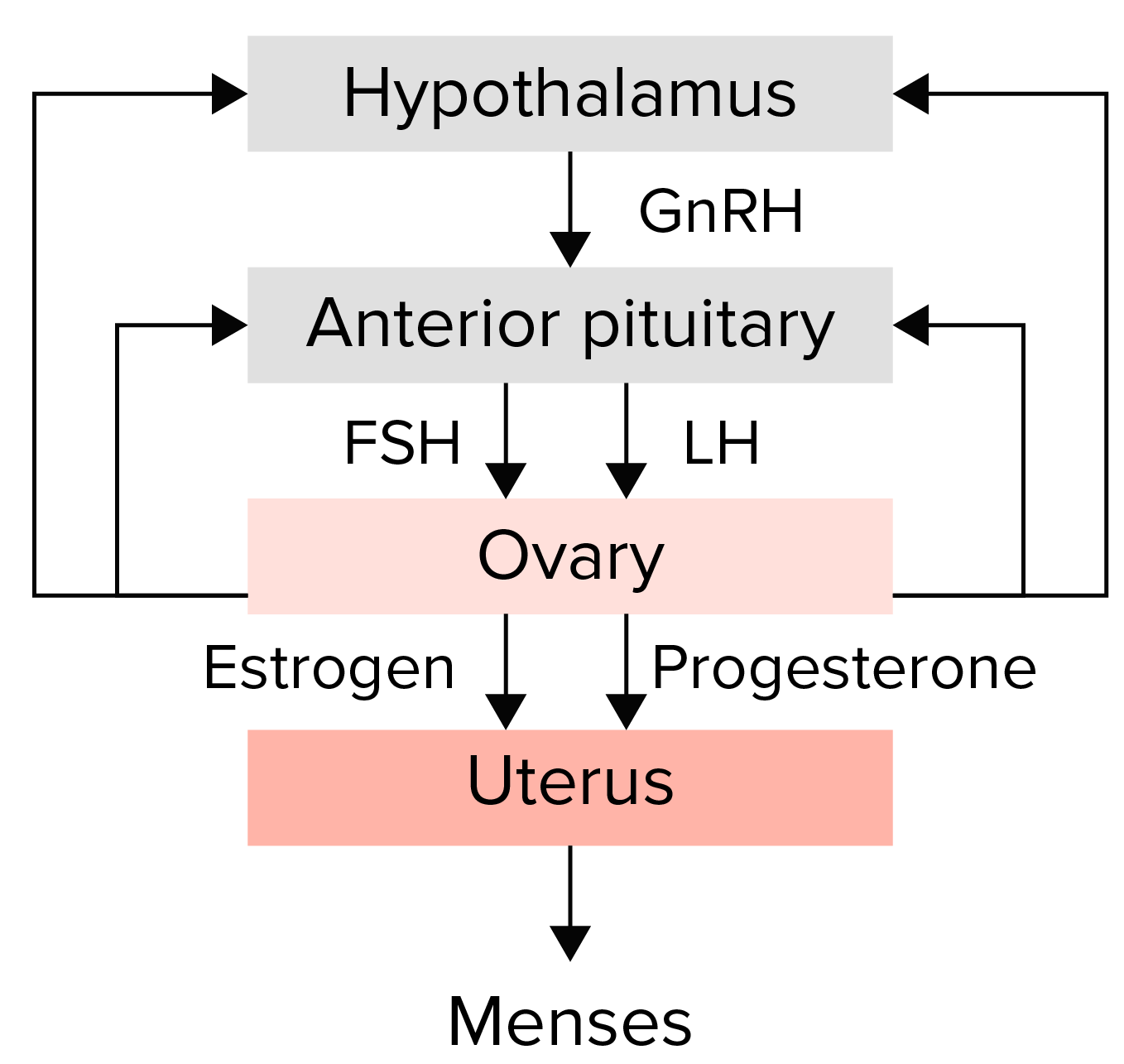Resumo do eixo hipotálamo-hipófise-ovário