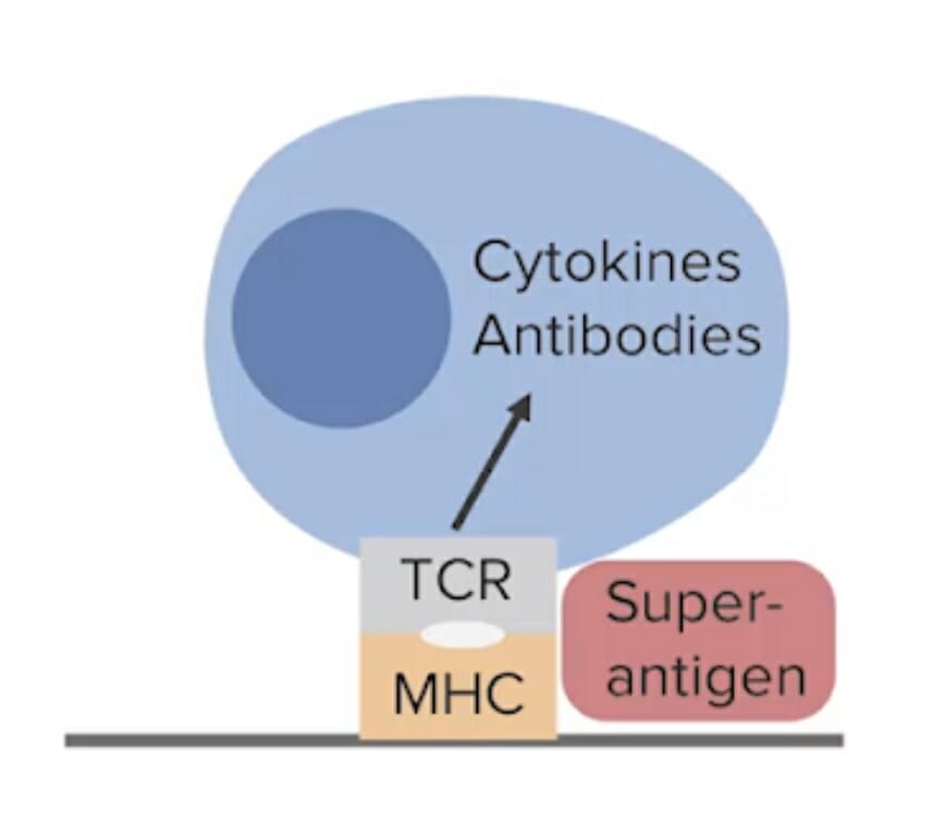 Superantigens bind to major histocompatibility complex (mhc) class ii t cell receptors (tcr)